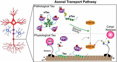 Tau: A Signaling Hub Protein